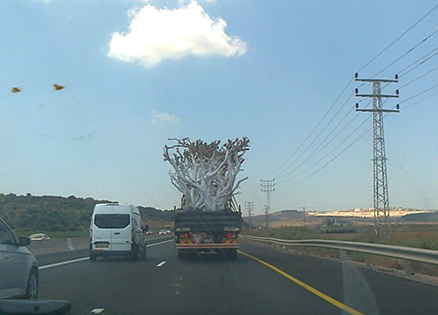עץ נודד wandering tree צילום בטלפון נוקיה גודל משתנה