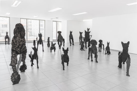 גיא ניסנהויז, כלבים, 2018-2022