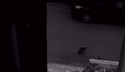 בראאה אבו חמדה, Neighborhood, וידאו